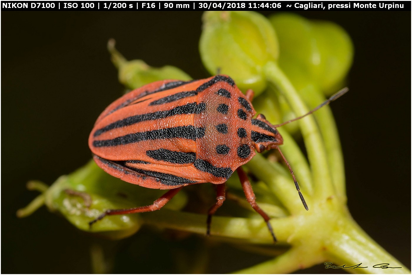 Graphosoma semipunctatum (Fabricius 1775) Pentatomidae